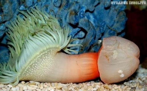 Les zizis les plus insolites ! Les zizis les plus insolites !