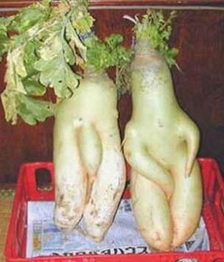 Des fruits et légumes aux formes sexy ! Des fruits et légumes aux formes sexy !