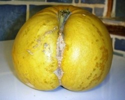 Des fruits et légumes aux formes sexy ! Des fruits et légumes aux formes sexy !