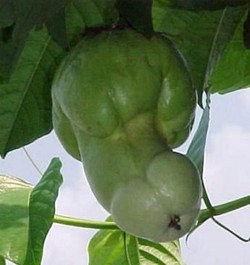 Des fruits et légumes aux formes sexy !
