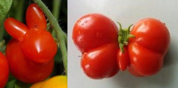 Fruits et légumes originaux formes