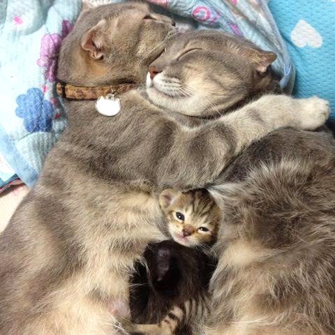 Animaux adorables Animaux adorables