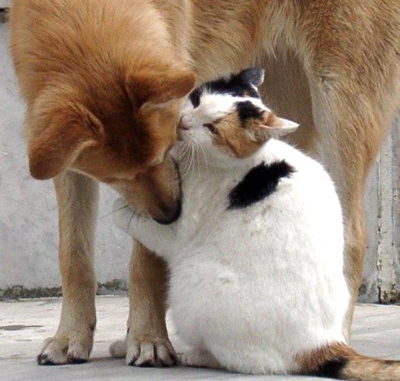 Animaux adorables Animaux adorables