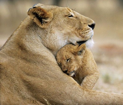 Animaux adorables Animaux adorables