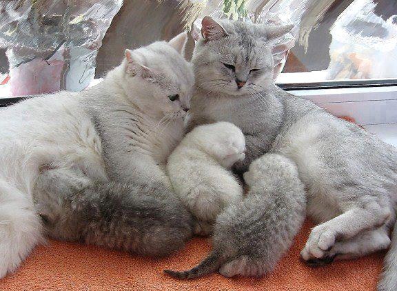 Animaux adorables Animaux adorables