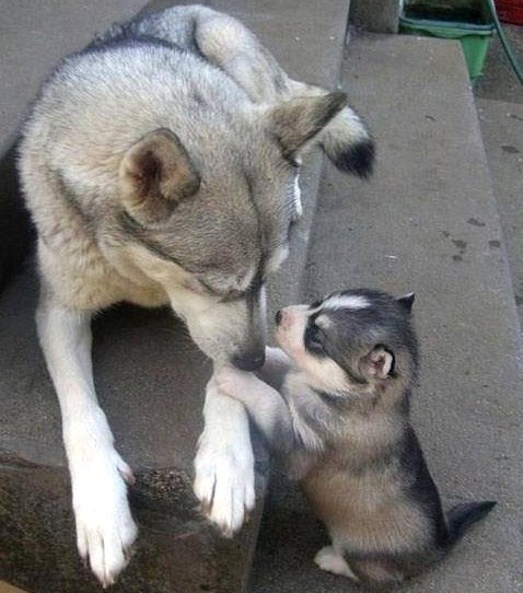 Animaux adorables