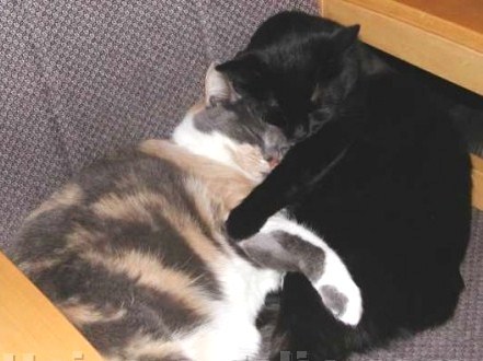 Animaux adorables Animaux adorables