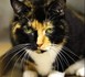 L'incroyable aventure de Willow le chat !