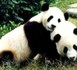 Des Pandas loués pour 750 000 € par la France !