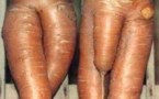Des fruits et légumes aux formes sexy !