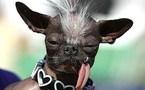 Top 10 des chiens les plus moches !