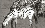 De l'humour en noir et blanc !