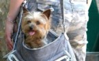 Insolite : les chiens portables !