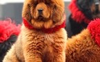 Le chien et le chat les plus chers du monde !