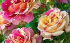 Comment tailler ses rosiers, les tutos !