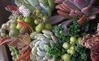 Les plantes succulentes subliment le jardin !