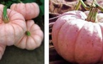 Les curiosités du jardin !