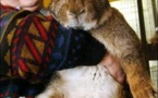 Le lapin le plus gros du monde !