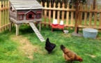 Avoir des poules dans son jardin