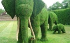 Superbes Sculptures végétales éléphants
