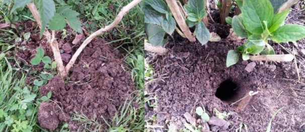 Taupes, je vous aurai un jour ! Taupes, je vous aurai un jour !