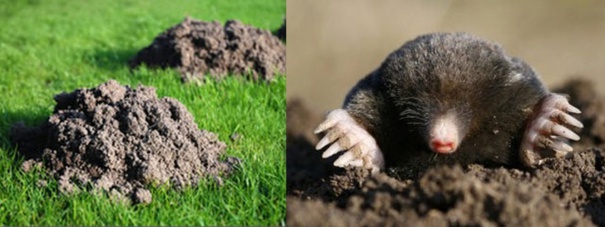 Astuce pour chasser les taupes Astuce pour chasser les taupes