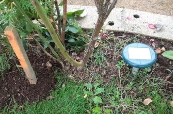 Astuce pour chasser les taupes