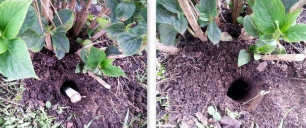 Astuce pour chasser les taupes