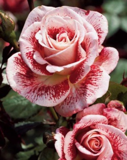 Conseils et astuces pour bouturer un rosier Conseils et astuces pour bouturer un rosier