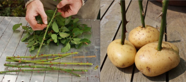 Conseils et astuces pour bouturer un rosier Conseils et astuces pour bouturer un rosier