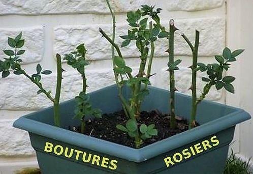 Conseils et astuces pour bouturer un rosier