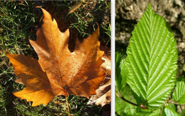 Tutoriels pliages feuilles d'automne