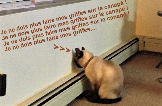 Chats fâchés qui boudent