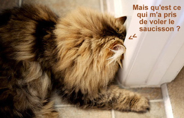 Chats fâchés qui boudent