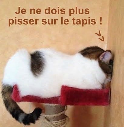 Chats fâchés qui boudent