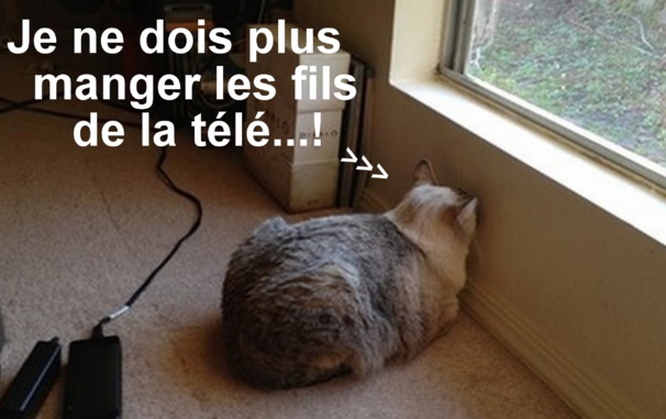 Chats fâchés qui boudent