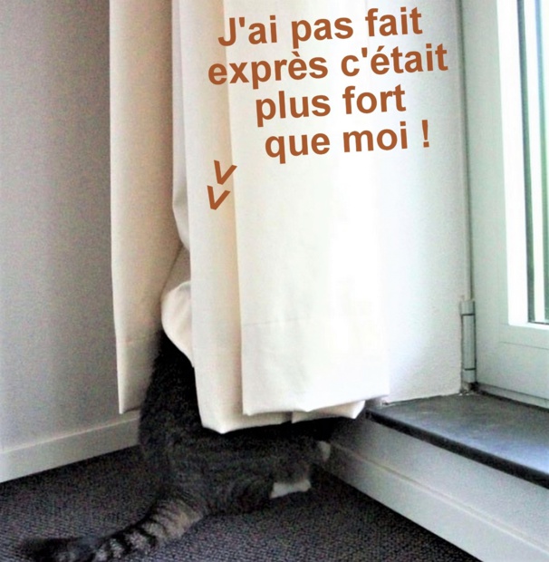 Chats fâchés qui boudent