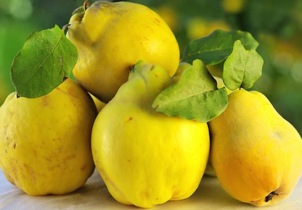 Coings : vertus santé, confiture et gelée