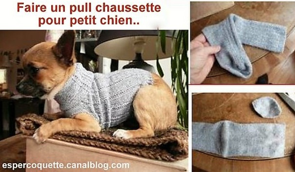 Astuces faire un pull pour chien