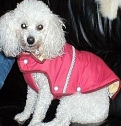 Astuces faire un pull pour chien Astuces faire un pull pour chien