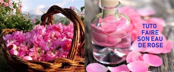 Tutoriel faire son eau de rose naturelle