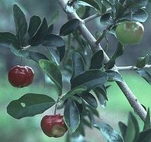L'acérola : un concentré en vitamines ! L'acérola : un concentré en vitamines !