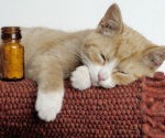 La ronron thérapie : ces chats qui nous guérissent ! La ronron thérapie : ces chats qui nous guérissent !