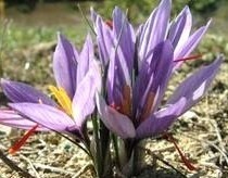 Le Safran, l'or rouge ! Le Safran, l'or rouge !