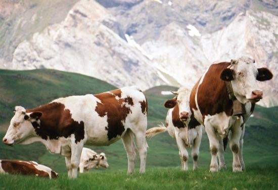 Et aux vaches, vous y pensez à nos amies les vaches ?