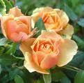 Trucs 100 % naturels pour avoir de beaux rosiers Trucs 100 % naturels pour avoir de beaux rosiers
