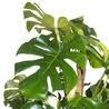 philodendron philodendron