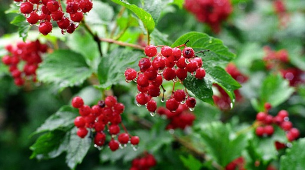 Des cranberries pour lutter contre les cystites Des cranberries pour lutter contre les cystites