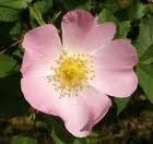 églantine églantine