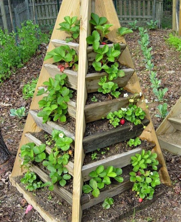 Idées plantations fraisiers Idées plantations fraisiers